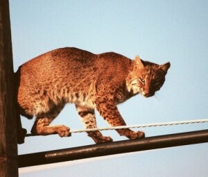 公共设施网络研讨会