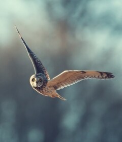 野生动物及资产保护